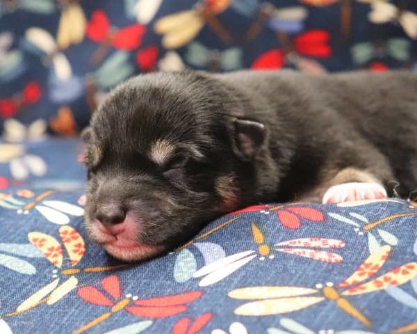 黒柴雄No3　9/15撮影　生後1日