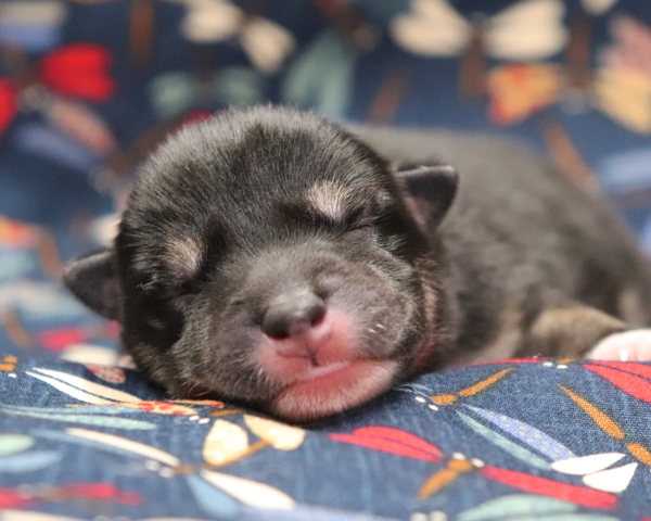 黒柴雄No3　9/15撮影　生後1日