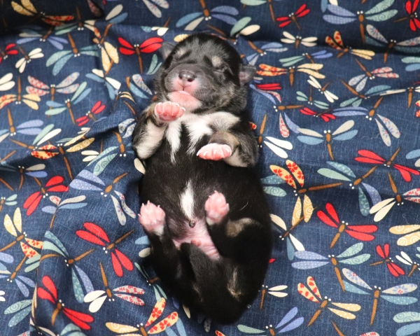 黒柴雄No3　9/15撮影　生後1日