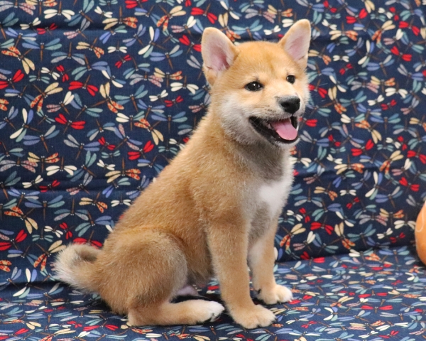 赤柴雄No2　9/16撮影　生後65日