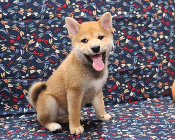 赤柴雄No2　9/16撮影　生後65日