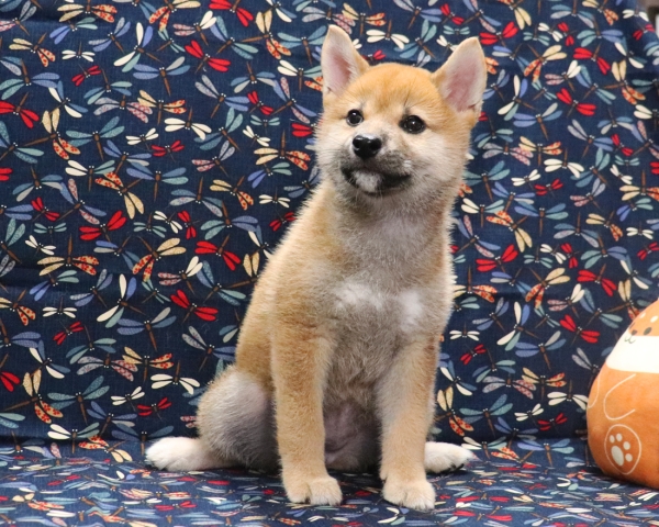 赤柴雌No3　9/16撮影　生後65日