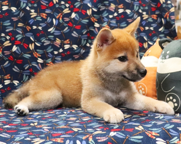 赤柴雌No3　9/16撮影　生後65日