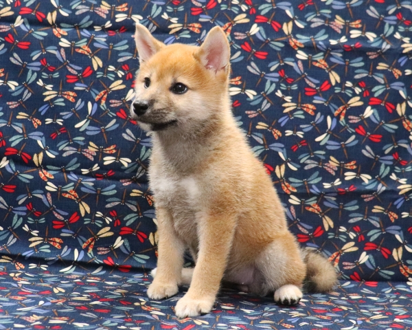 赤柴雌No3　9/16撮影　生後65日