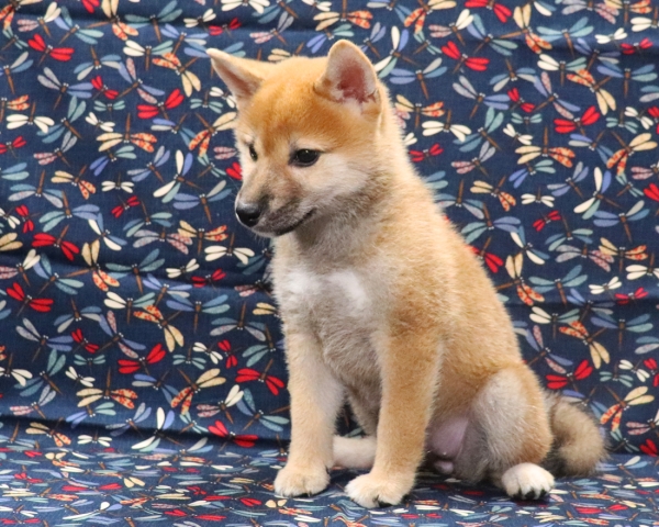 赤柴雌No3　9/16撮影　生後65日