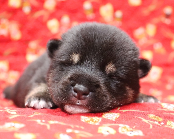 黒柴雄No1　9/24撮影　生後10日