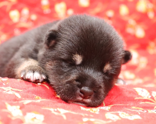 黒柴雄No1　9/24撮影　生後10日