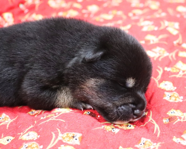黒柴雄No1　9/24撮影　生後10日