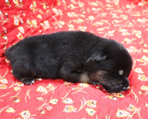 黒柴雄No1　9/24撮影　生後10日