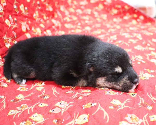 黒柴雄No2　9/24撮影　生後10日