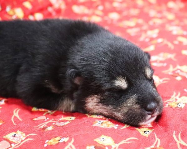 黒柴雄No2　9/24撮影　生後10日