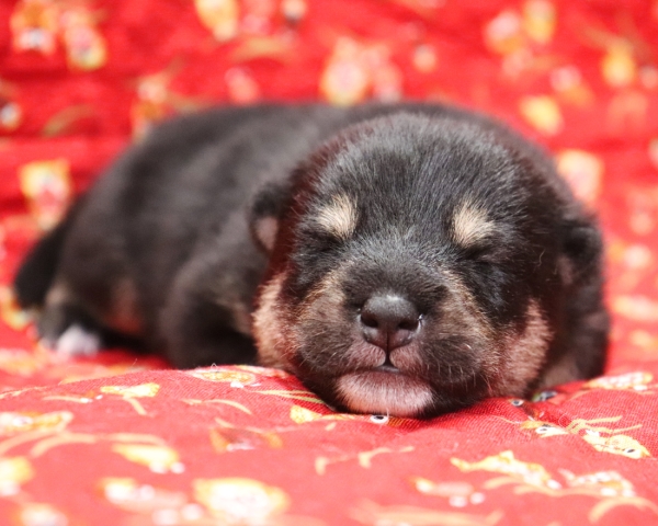 黒柴雄No2　9/24撮影　生後10日