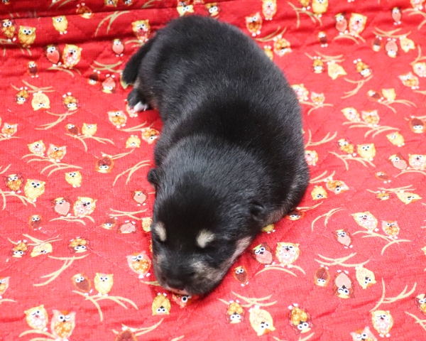 黒柴雄No2　9/24撮影　生後10日