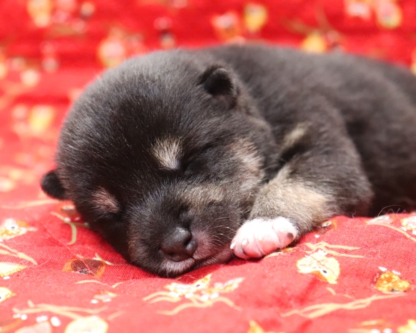 黒柴雄No3　9/24撮影　生後10日