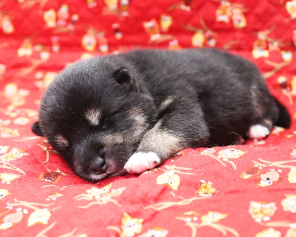 黒柴雄No3　9/24撮影　生後10日