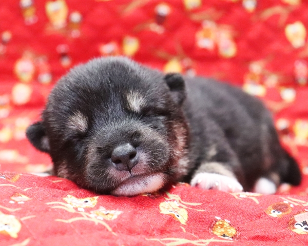 黒柴雄No3　9/24撮影　生後10日