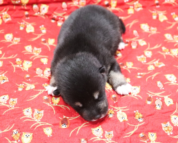 黒柴雄No3　9/24撮影　生後10日