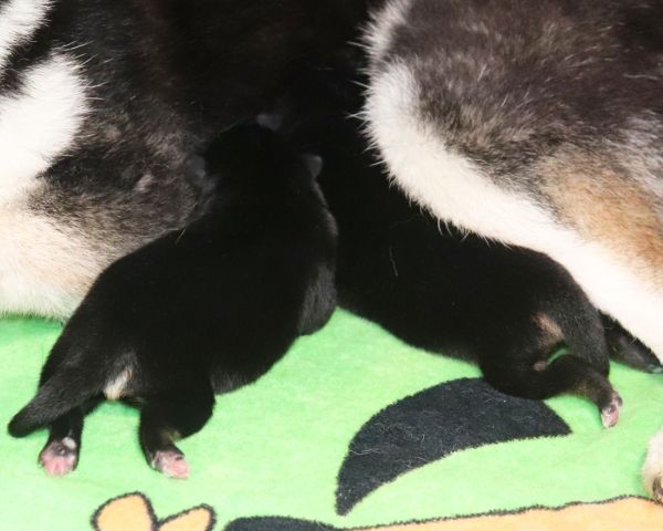 黒柴母犬よね授乳中　9/26撮影　生後1日
