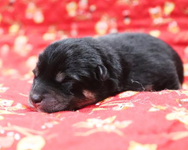 黒柴雄No2　9/26撮影　生後1日