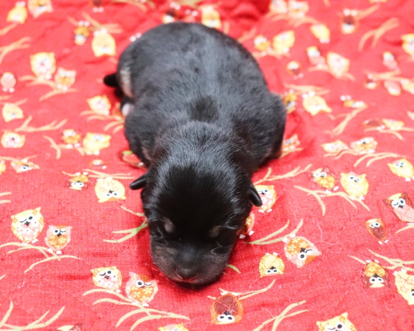 黒柴雄No2　9/26撮影　生後1日