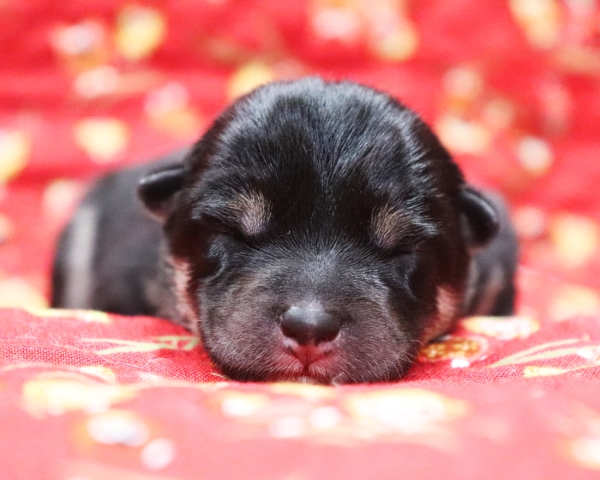 黒柴雄No2　9/26撮影　生後1日