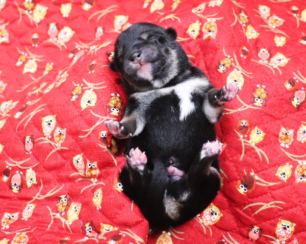 黒柴雄No2　9/26撮影　生後1日