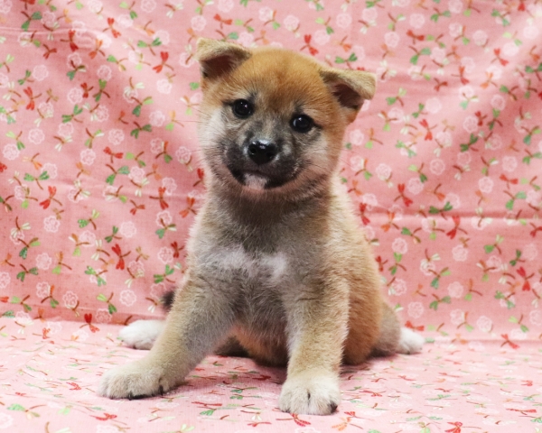 赤柴雌No3　9/5撮影　生後54日