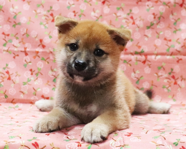 赤柴雌No3　9/5撮影　生後54日