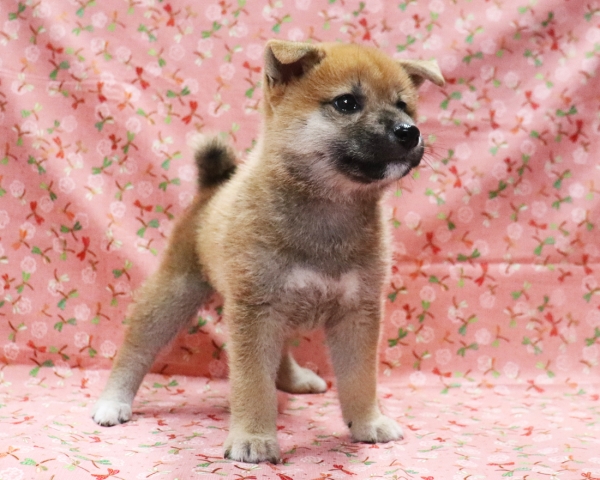 赤柴雌No3　9/5撮影　生後54日