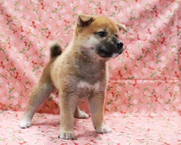 赤柴雌No3　9/5撮影　生後54日