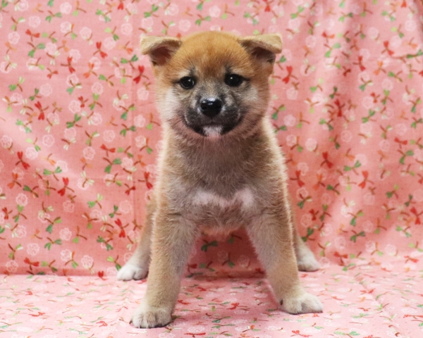 赤柴雌No3　9/5撮影　生後54日