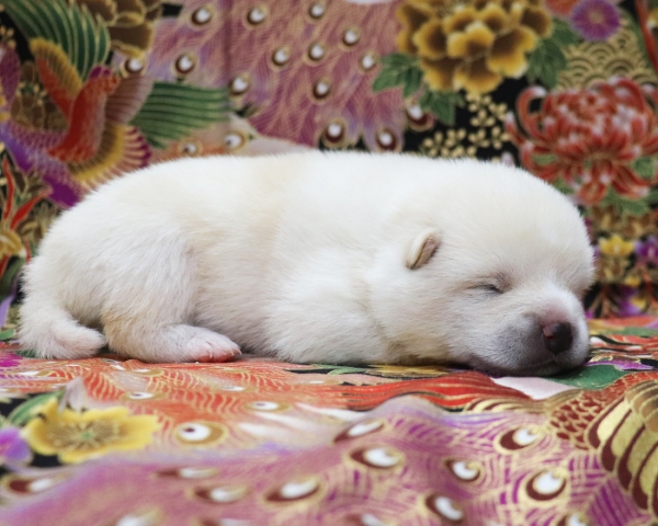 白柴雄No1　1/12撮影　生後10日