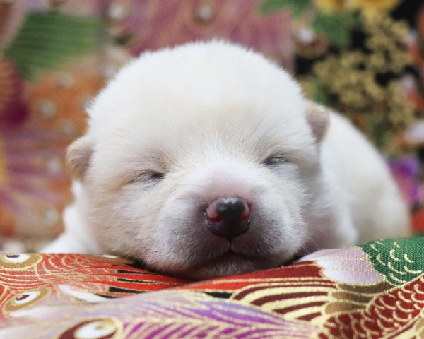 殿（でん） × あわび　No.1