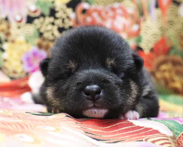 黒柴雌No2　1/12撮影　生後10日