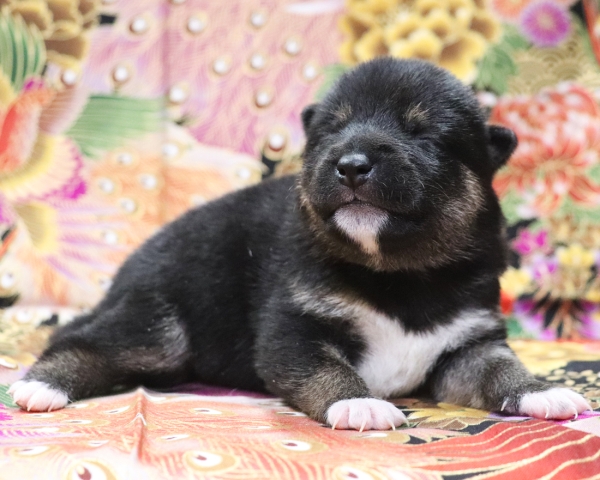 黒柴雌No2　1/12撮影　生後10日