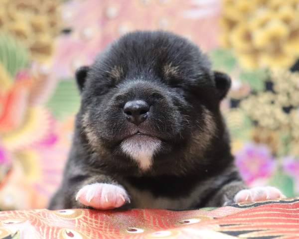 黒柴雌No2　1/12撮影　生後10日