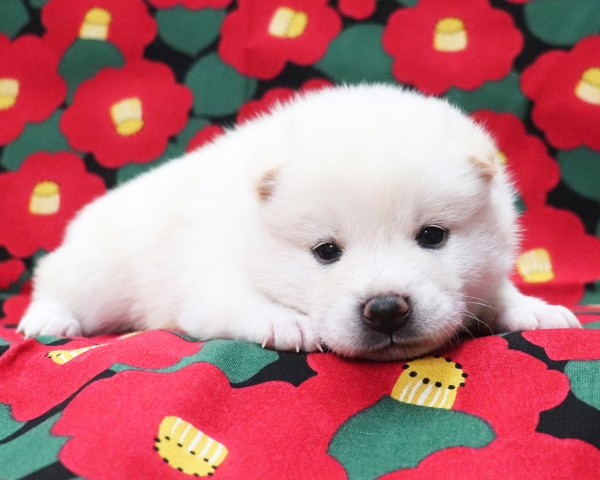 白柴雄No1　1/22撮影　生後20日