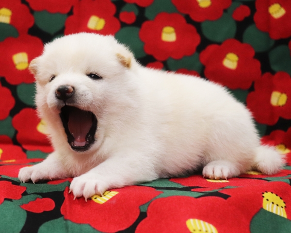 白柴雄No1　1/22撮影　生後20日