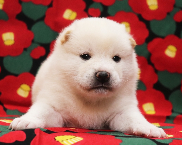 白柴雄No1　1/22撮影　生後20日