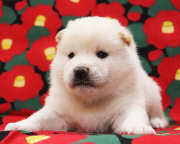 白柴雄No1　1/22撮影　生後20日