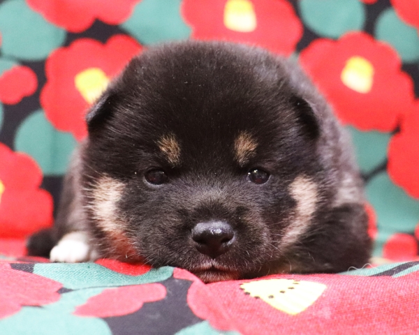 黒柴雌No2　1/22撮影　生後20日