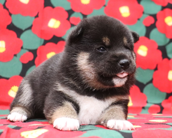 黒柴雌No2　1/22撮影　生後20日