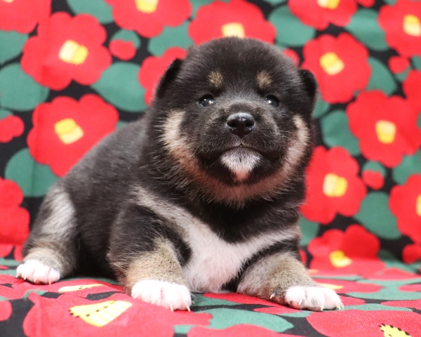 黒柴雌No2　1/22撮影　生後20日