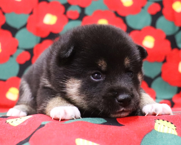 黒柴雌No2　1/22撮影　生後20日