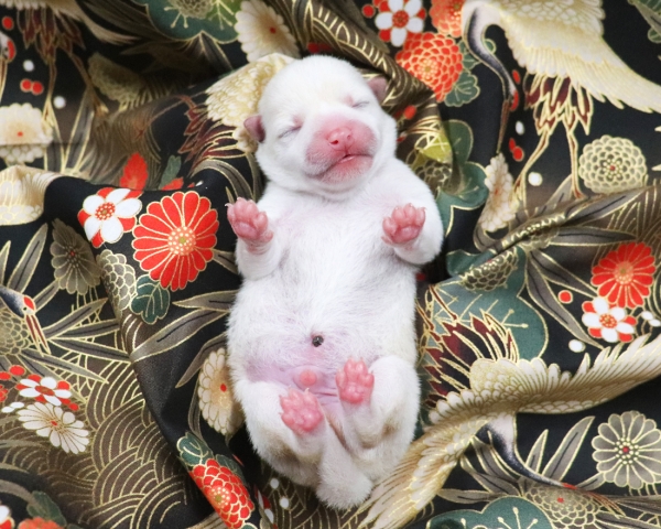 白柴雄No1　1/3撮影　生後1日