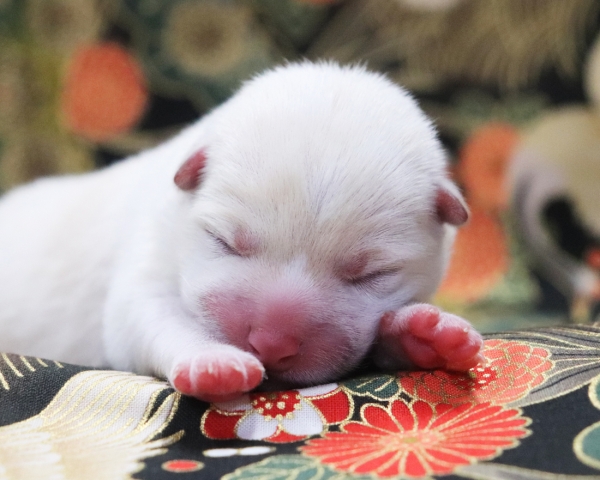 白柴雄No1　1/3撮影　生後1日