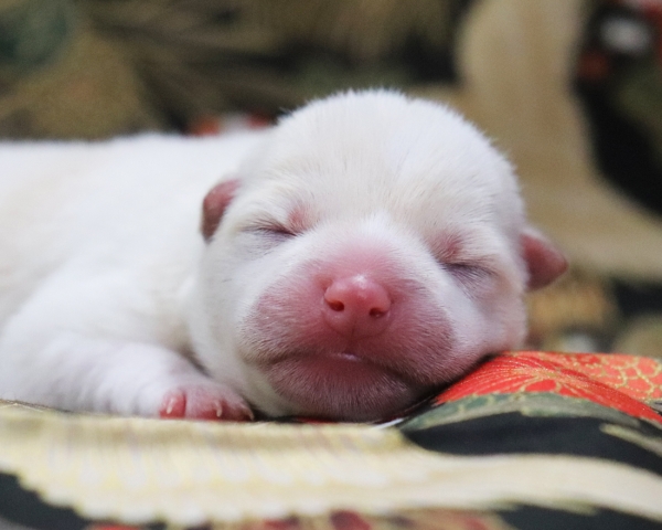 白柴雄No1　1/3撮影　生後1日