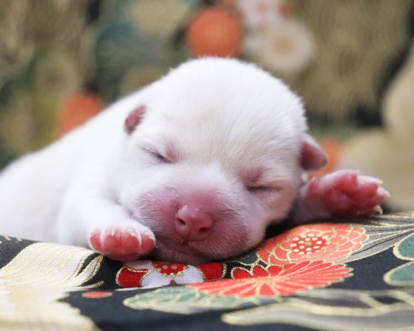 白柴雄No1　1/3撮影　生後1日