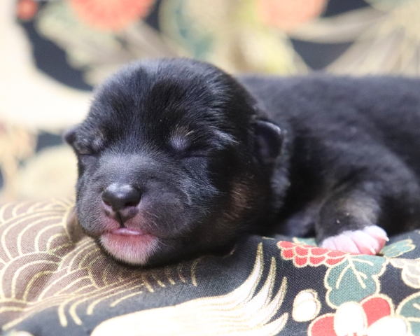 黒柴雌No2　1/3撮影　生後1日