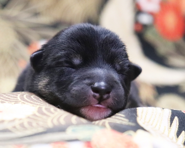 黒柴雌No2　1/3撮影　生後1日